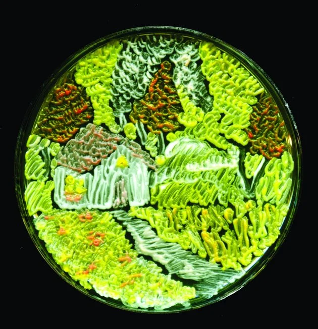 Terzo classificato: Maria Eugenia Inda, “La stagione del raccolto,” composto di lievito Saccharomyces cerevisiae.