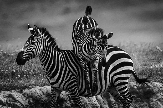 Zebra jump- Tanzania