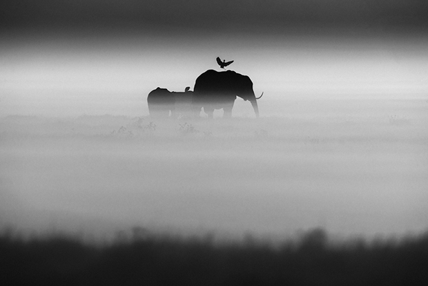 Elephants and bird- Kenya