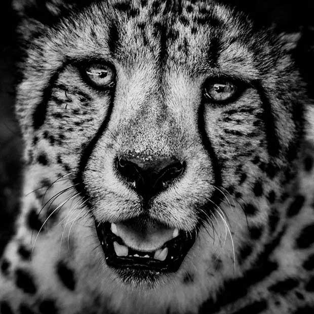 Cheetha portrait- Kenya
