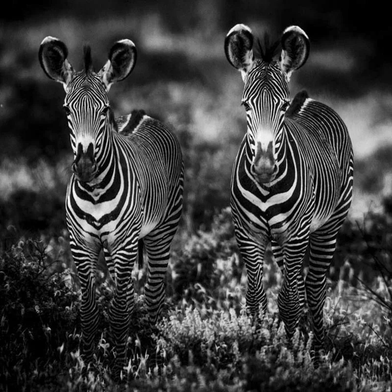 Baby zebras- Kenya