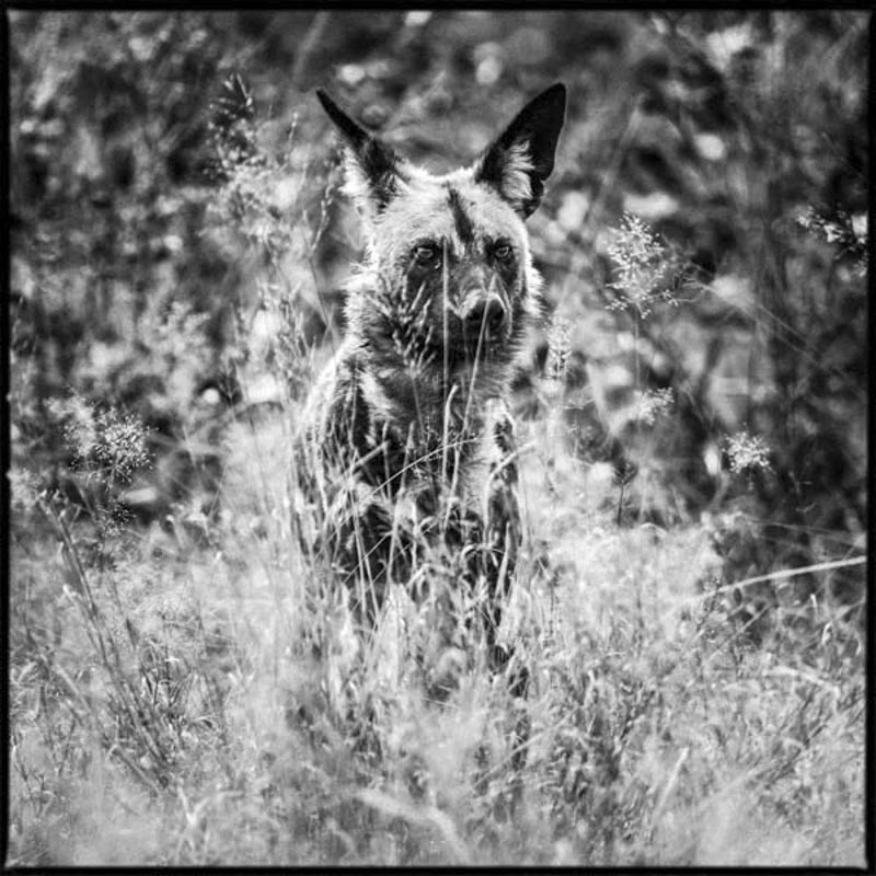 Wild dog- Botswana