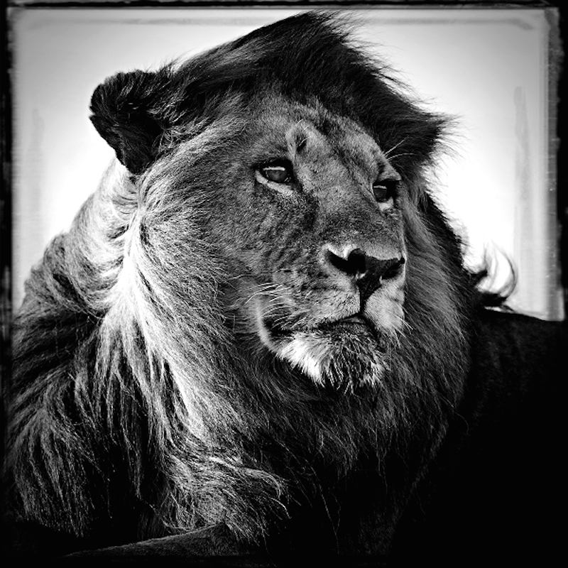 Lion in the wind- Tanzania