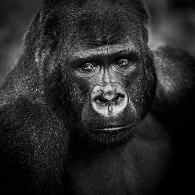 Gorilla's face