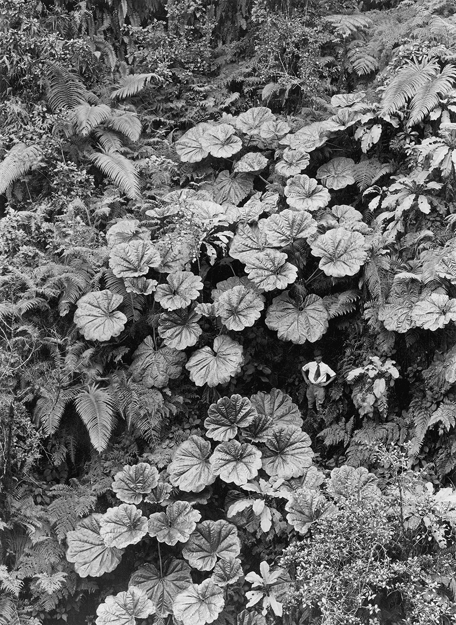 Un uomo sembra microscopico sotto le foglie di Ape-Ape a Maui, 1924\GILBERT H. GROSVENOR, NATGEO CREATIVE