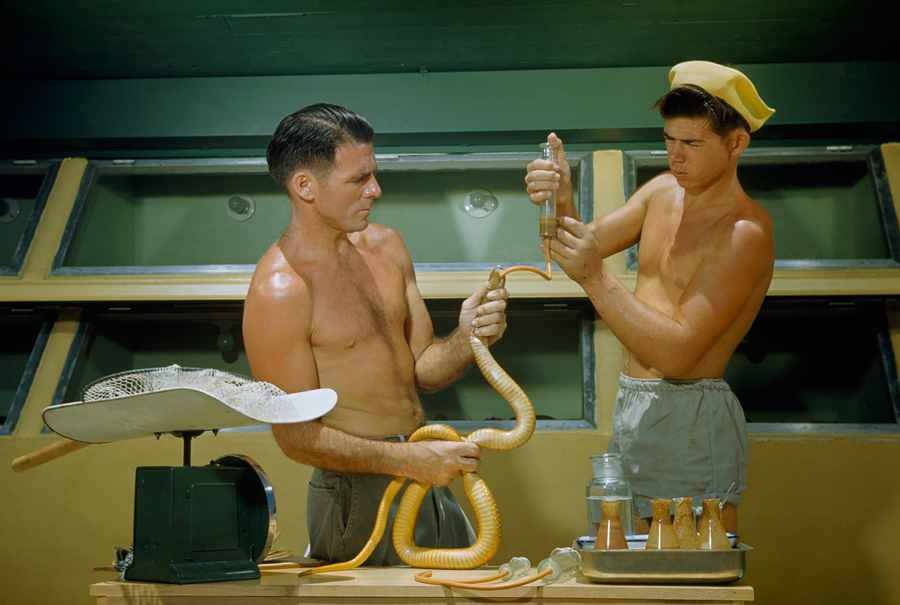Due uomini estraggono il veleno dai denti di un cobra, 1950\JUSTIN LOCKE, NATGEO