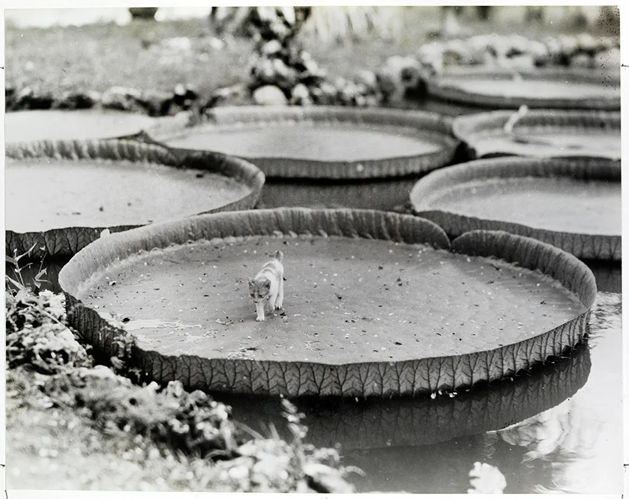 Enormi foglie di Victoria Amazonica nelle Filippine, 1935\ALFRED T. PALMER, NATGEO CREATIVE