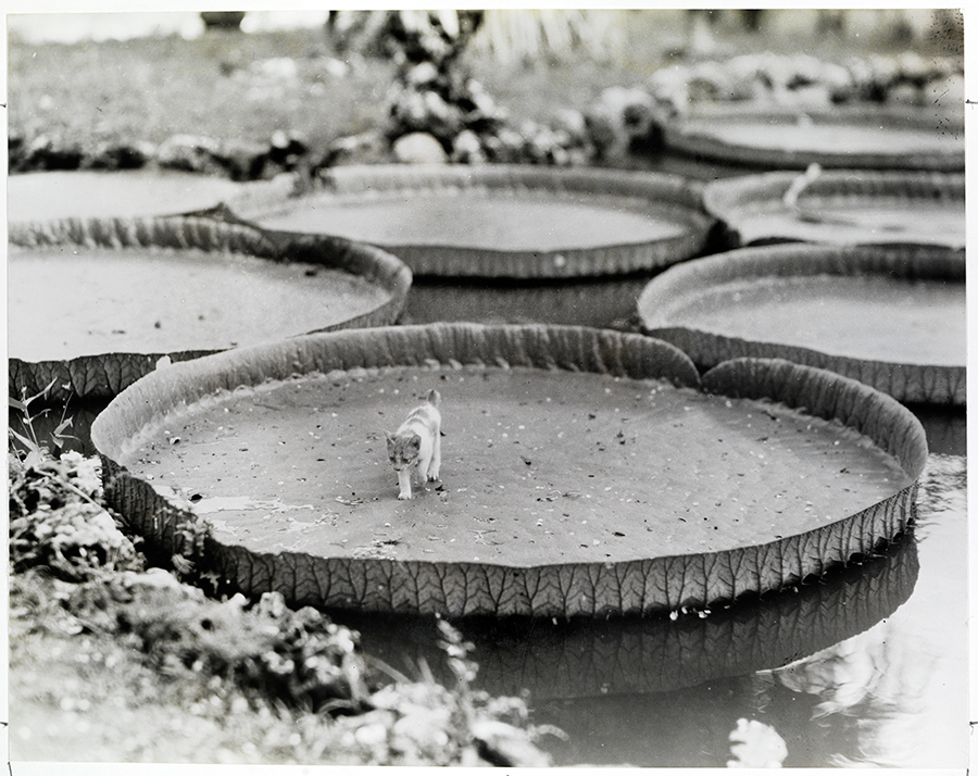 Enormi foglie di Victoria Amazonica nelle Filippine, 1935\ALFRED T. PALMER, NATGEO CREATIVE