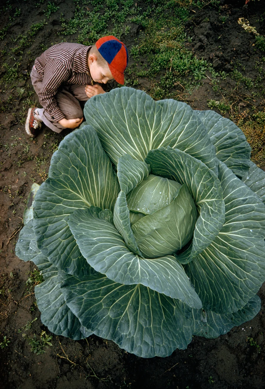 Bambino posa accanto a un cavolo gigante, Alaska, 1959\THOMAS J. ABERCROMBIE, NATGEO