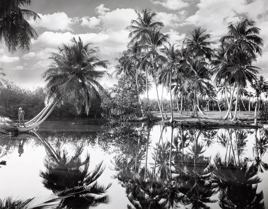 Palme da cocco a Porto Rico, 1924\CHARLES MARTIN, NATGEO CREATIVE