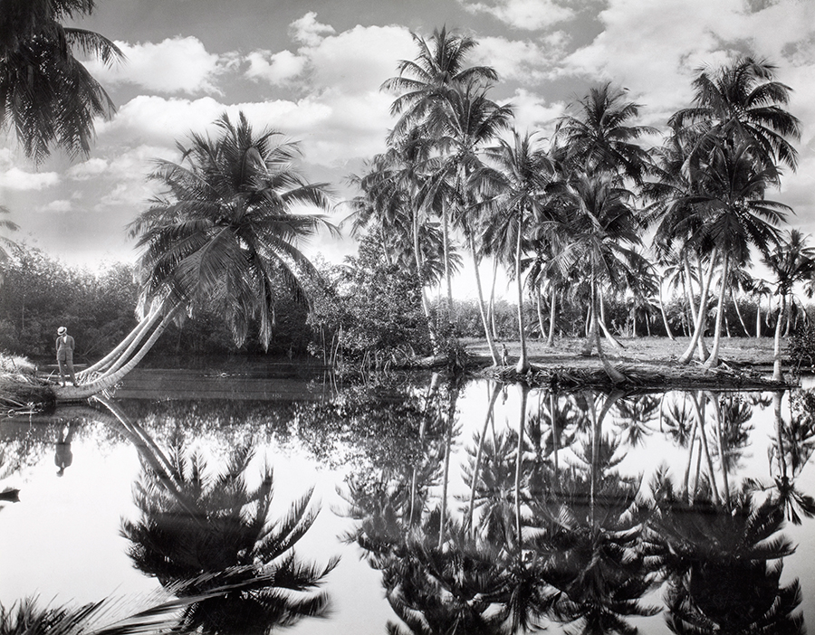 Palme da cocco a Porto Rico, 1924\CHARLES MARTIN, NATGEO CREATIVE