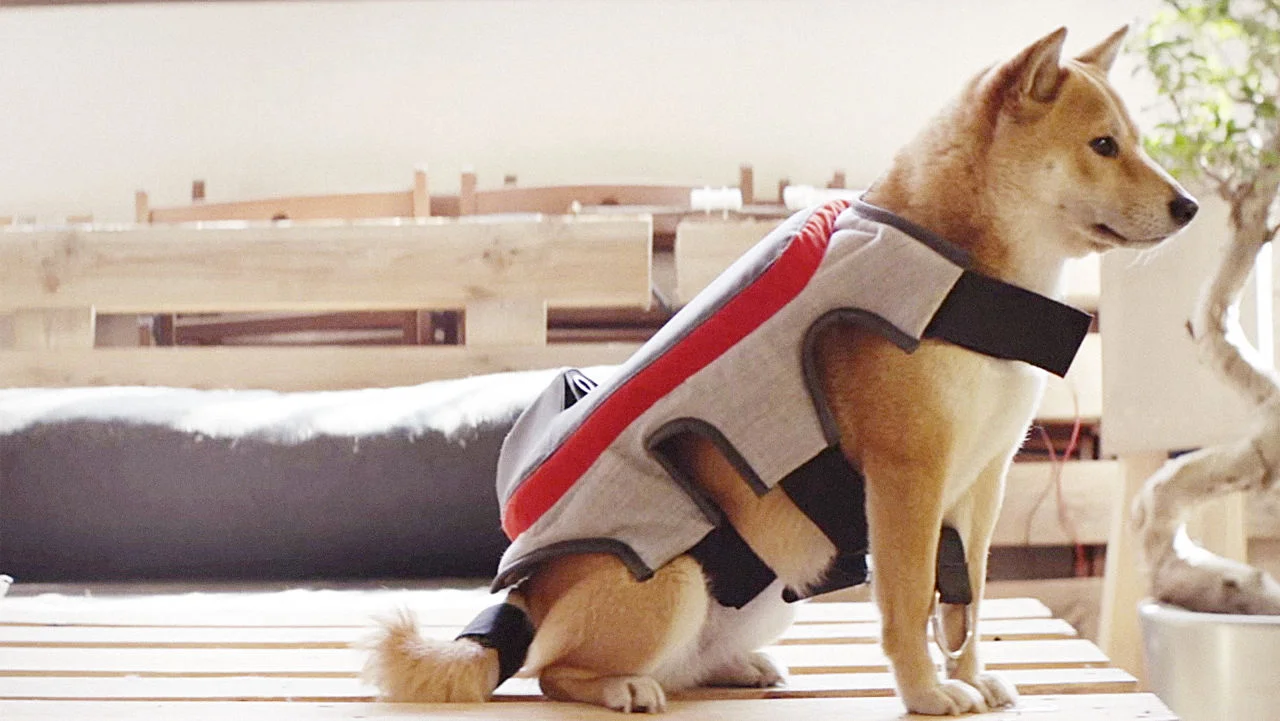 Nasce un vestito con cui i cani scatteranno foto e le posteranno su Facebook da soli
