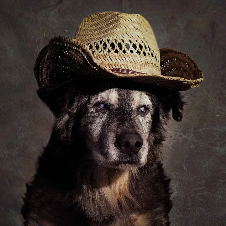 tammy-swarek-fotografie-cani-abbandonati.jpg