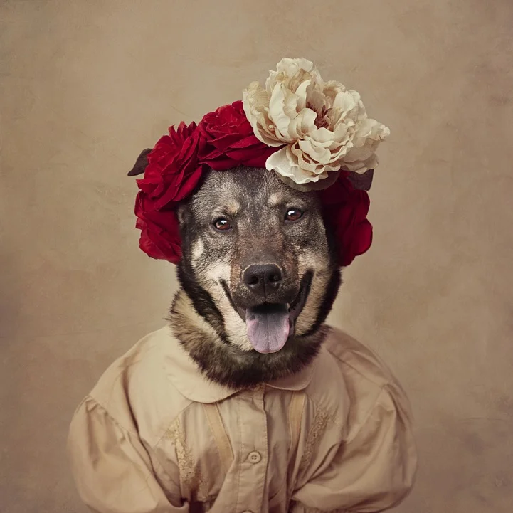 tammy-swarek-fotografie-cani-abbandonati-09.jpg