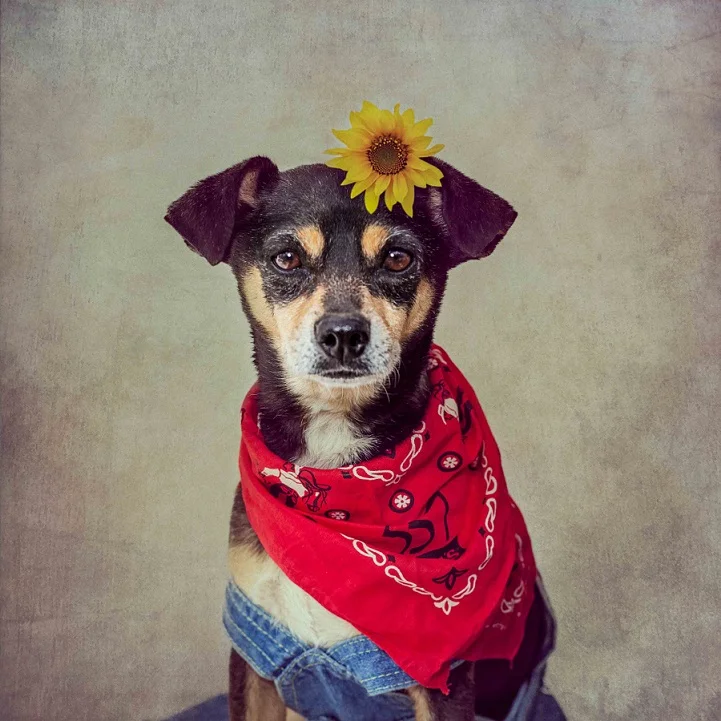 tammy-swarek-fotografie-cani-abbandonati-10.jpg