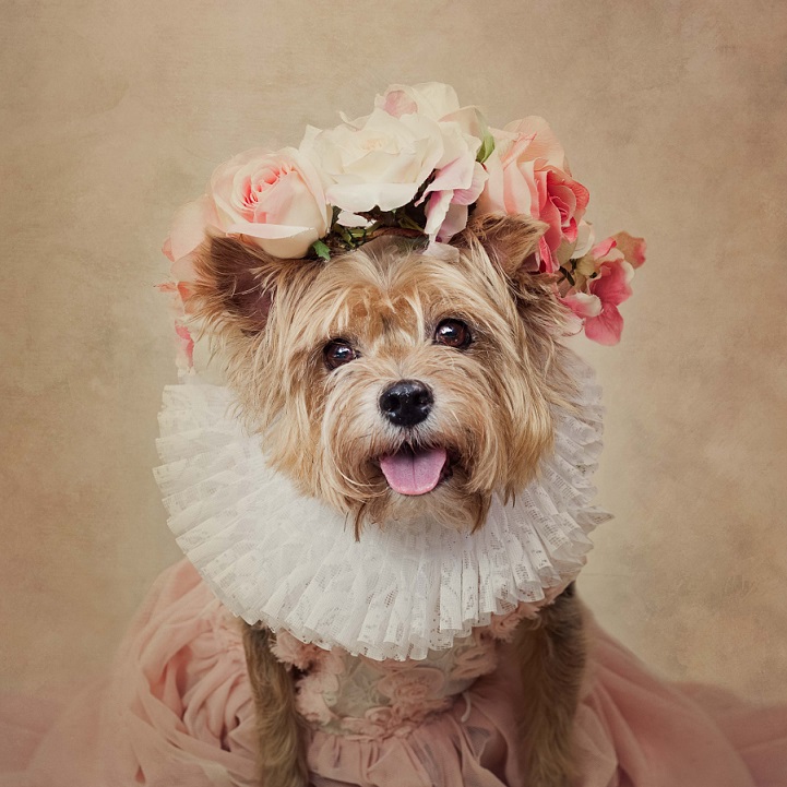 Tammy Swarek scatta una serie di delicate foto retrò-style per dare ai cani abbandonati una seconda chance