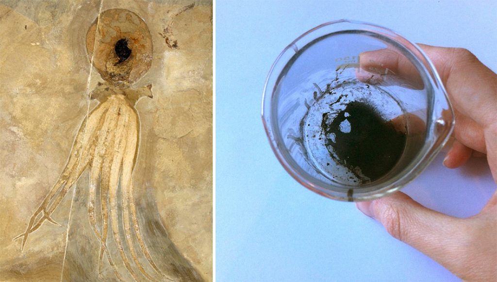 Photo del fossile sulla sinistra by Hans Arne Nakrem, photo della polvere d'inchiostro sulla destra by Esther van Hulsen.
