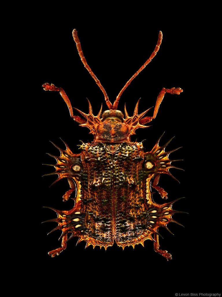 Levon Bliss, Miscrosculpture, "Tortoise Beetle"