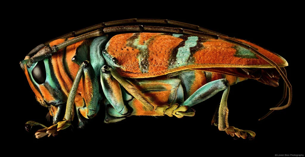 8mila scatti per fare una sola, grandissima foto, di un piccolo insetto