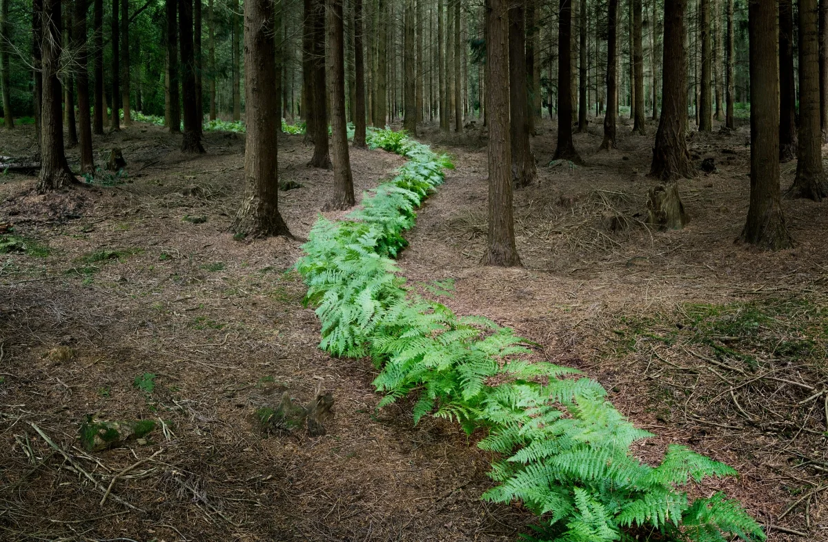 Ellie Davies va nel bosco da sola come cappuccetto rosso ma per scattare fotografie fiabesche