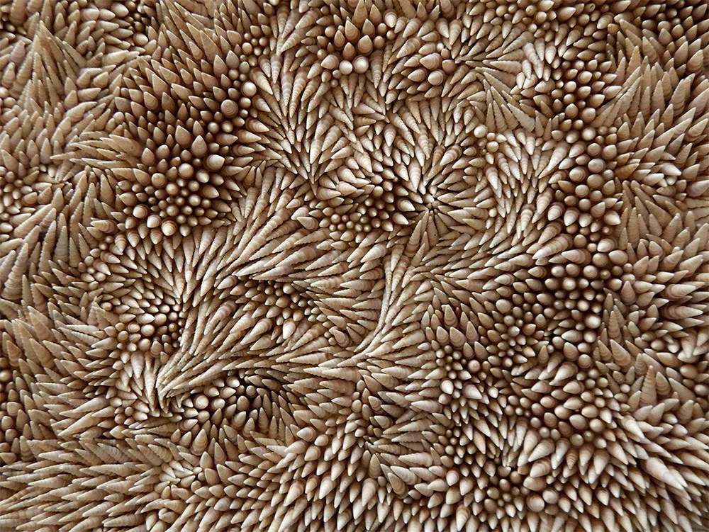 rowan-mersh-conchiglie.jpg