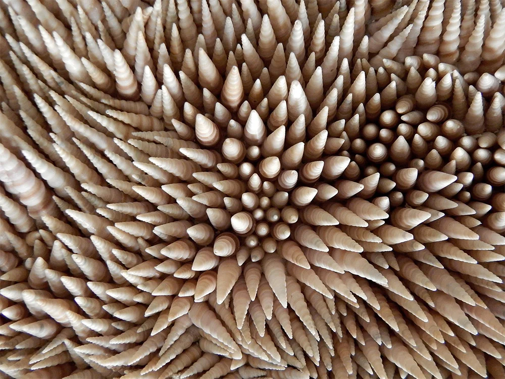 rowan-mersh-conchiglie-03.jpg