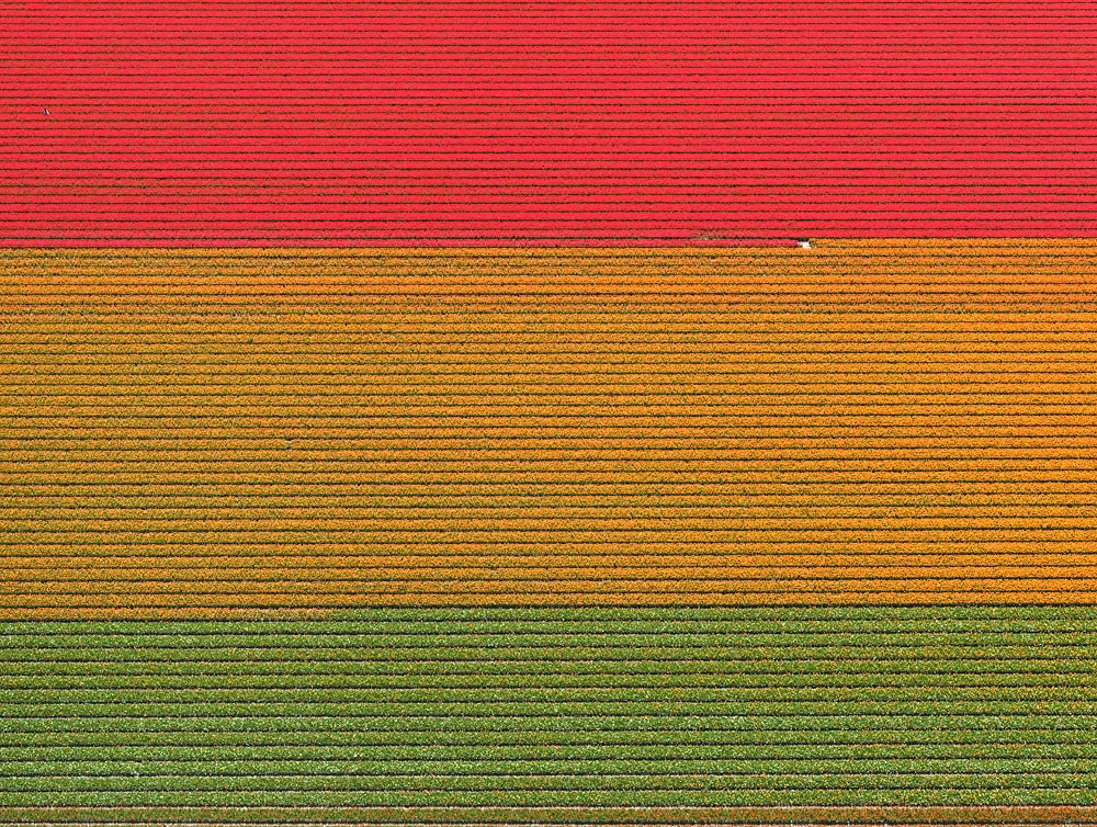 tulip-fields-bernhard-lang-foto-aeree-02.jpg