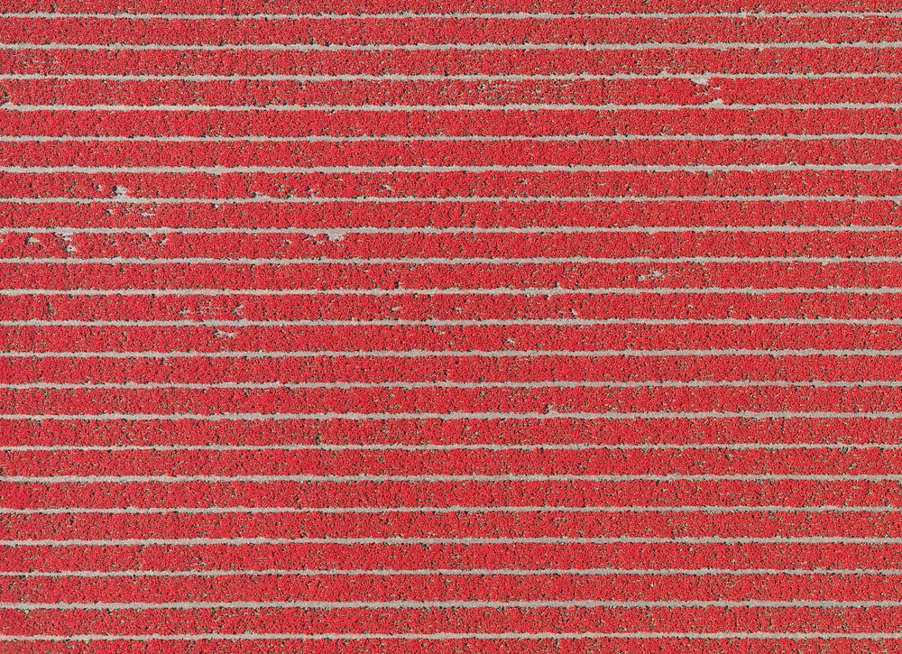 tulip-fields-bernhard-lang-foto-aeree-05.jpg