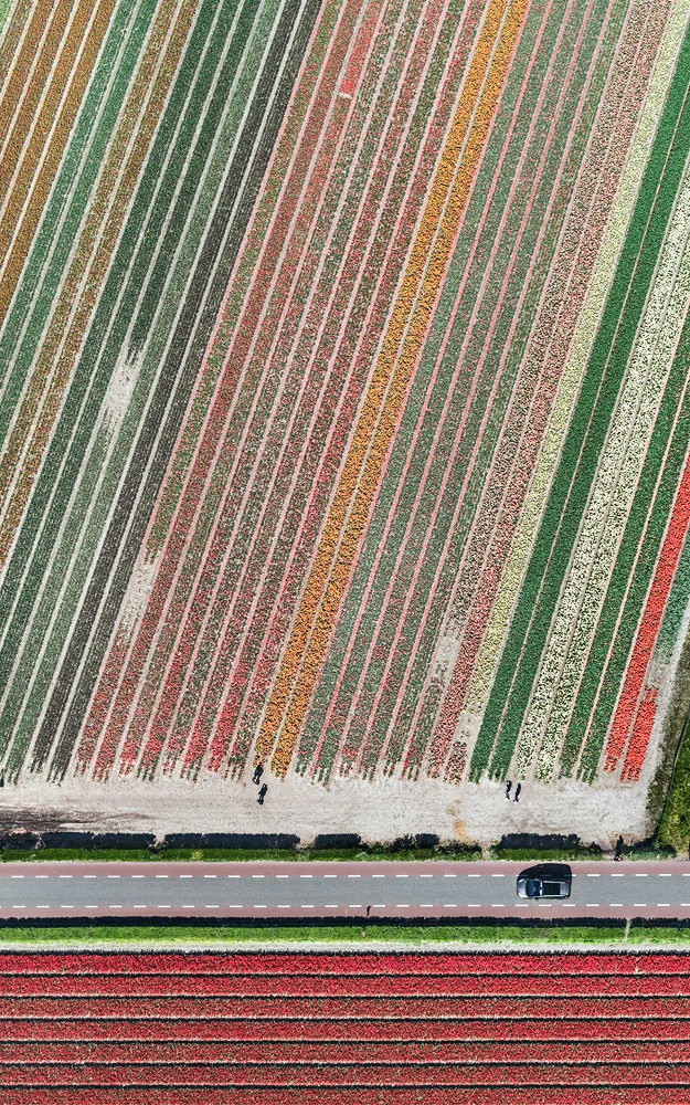 tulip-fields-bernhard-lang-foto-aeree-10.jpg
