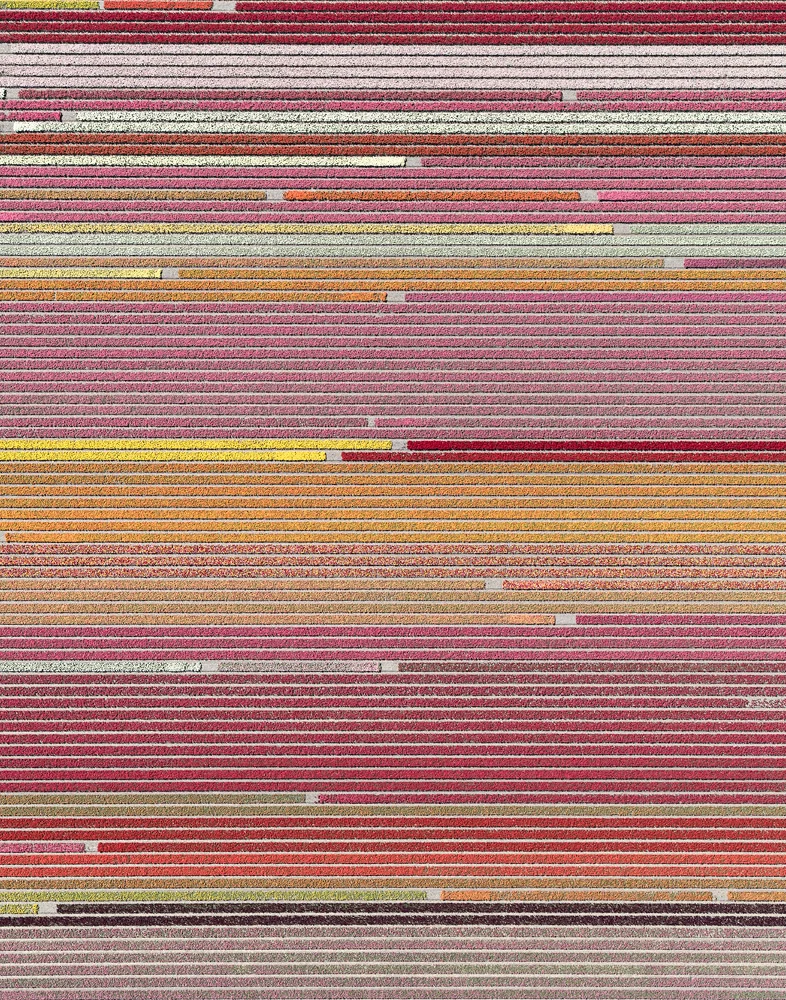 Gli avventurosi scatti ad alta quota di Bernhard Lang capaci di trasformare i leziosi campi di tulipano in opere astratte