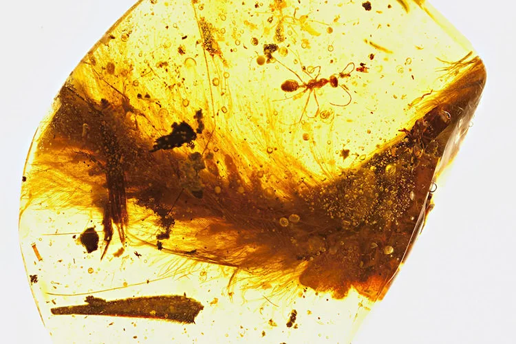 I ricercatori trovano la prima coda piumata di dinosauro. Dentro un pezzo d’ambra, in vendita al mercato