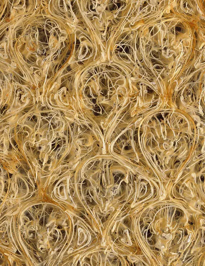 Diana Scherer , l’artista che costringe le radici delle piante a crescere sotto forma di pizzi e motivi decorativi vari