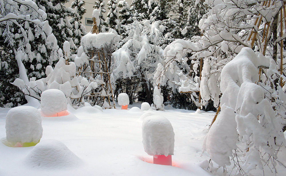 toshihiko-shibuya-snow-pallet-sapporo-01