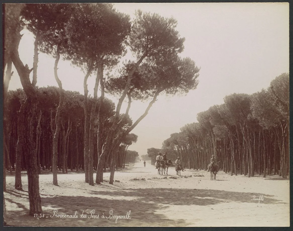 Felix Bonfils, Promenade des Pins a Beyrouth 1870