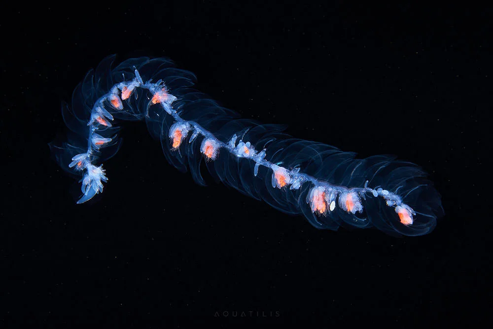 Siphonophore del Mare di Okhotsk