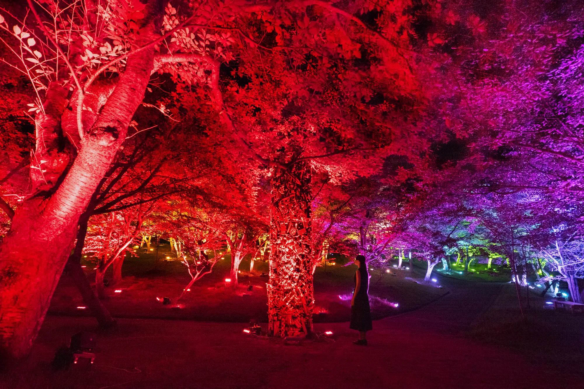 Teamlab. "Resonating Forest - Cherry Blossoms and Maple"