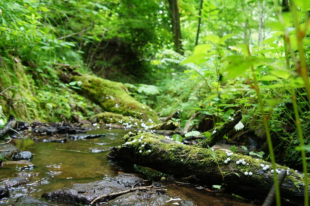 All photos courtesy Toshihiko Shibuya