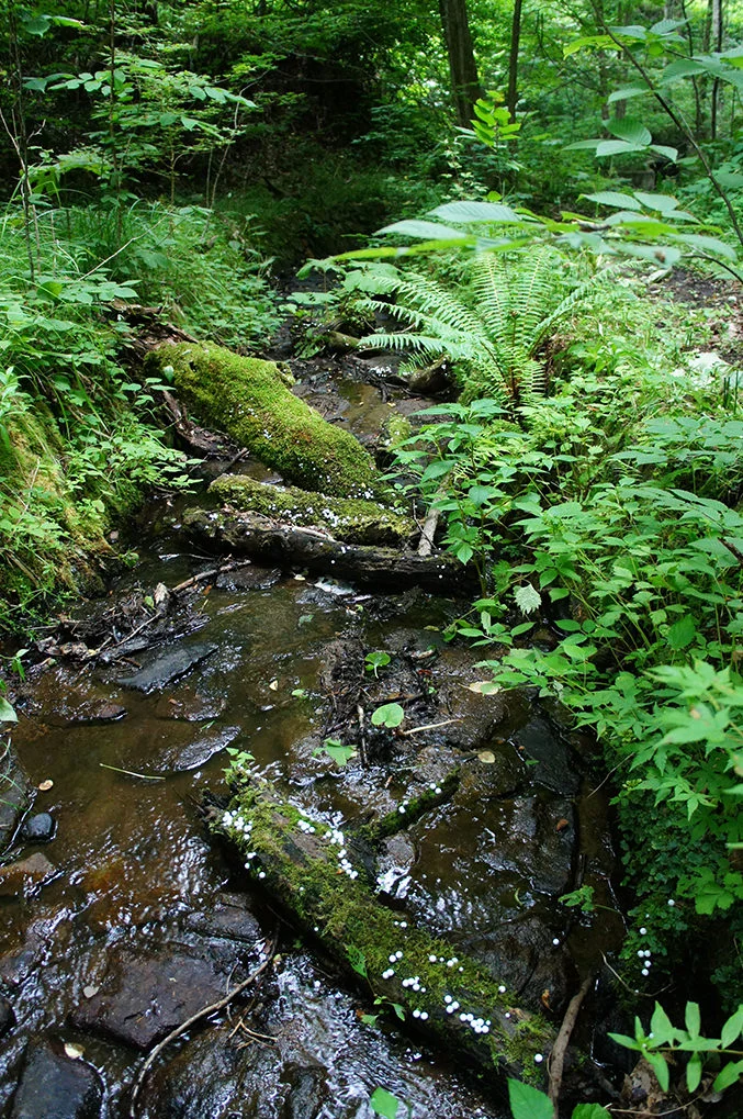 toshihiko-shibuya-white-generation-2-01