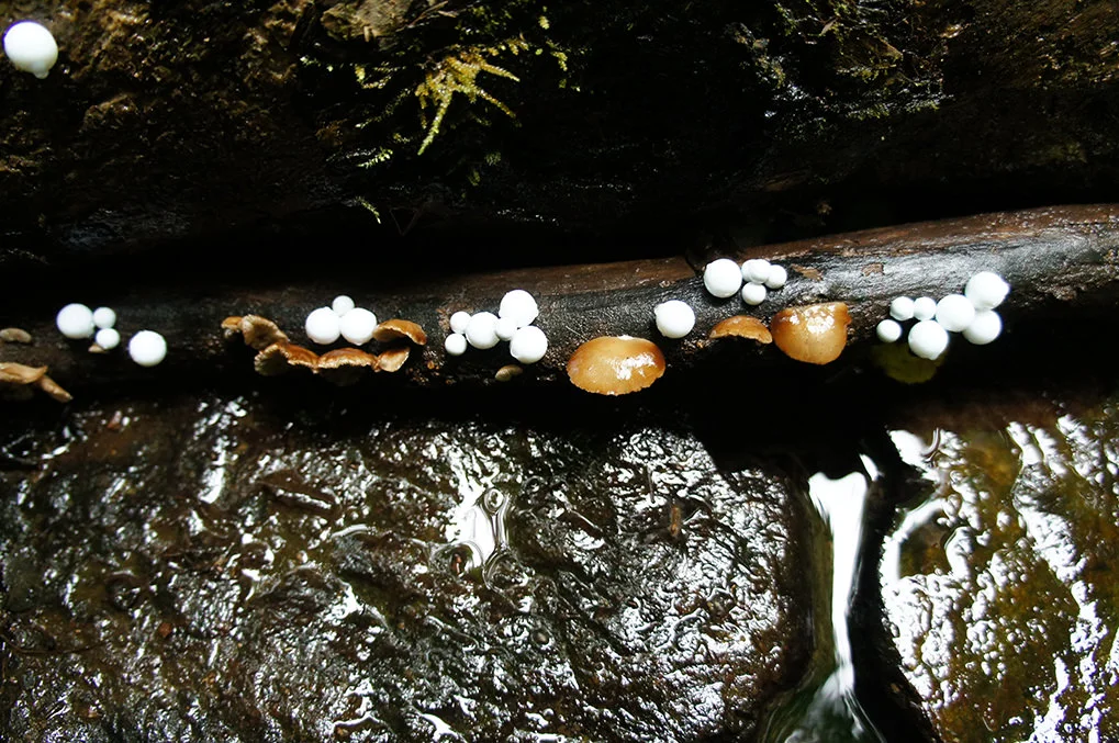 toshihiko-shibuya-white-generation-2-02