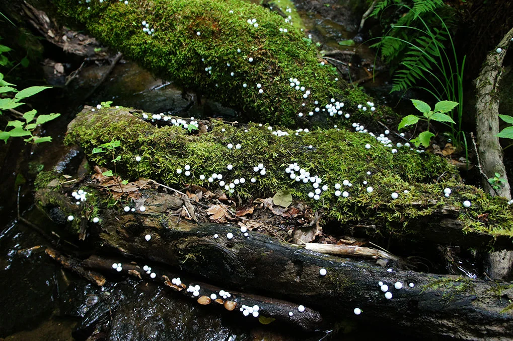 toshihiko-shibuya-white-generation-2-03