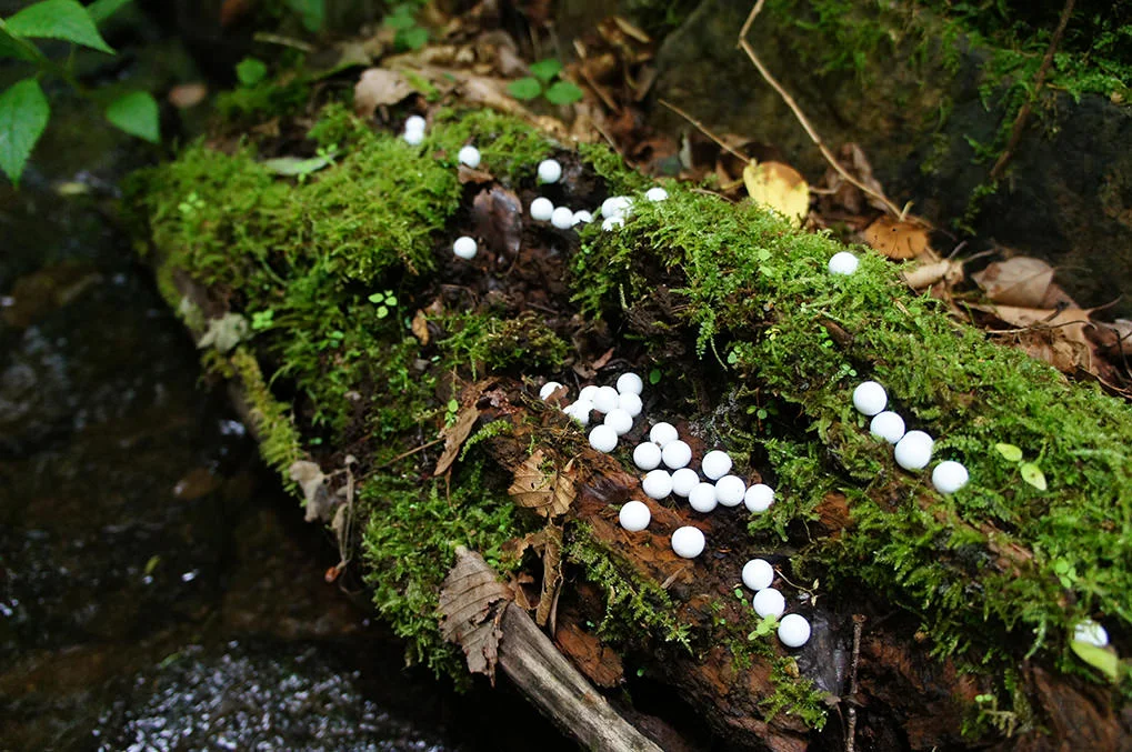 toshihiko-shibuya-white-generation-2-04