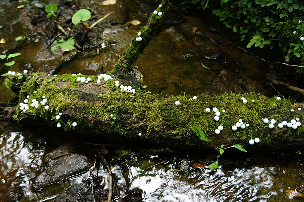 toshihiko-shibuya-white-generation-2-05