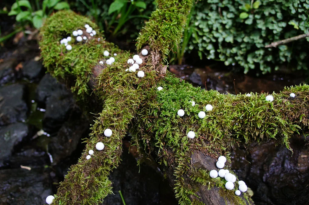 toshihiko-shibuya-white-generation-2-06