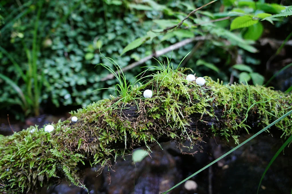 toshihiko-shibuya-white-generation-2-07