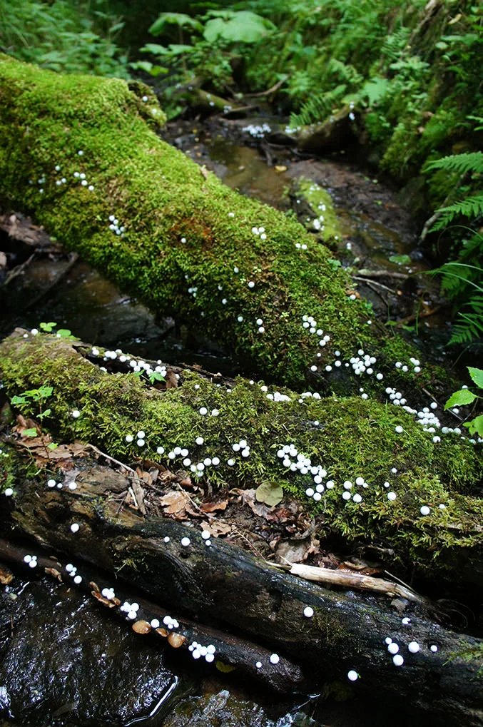 toshihiko-shibuya-white-generation-2-09