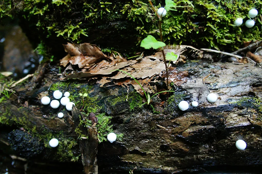 toshihiko-shibuya-white-generation-2-10