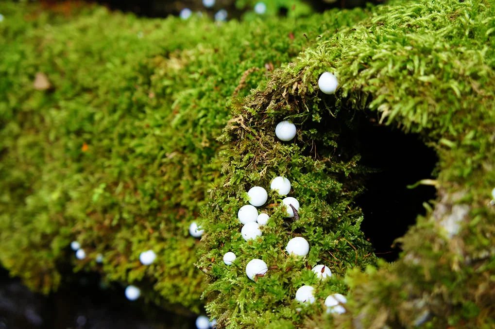 toshihiko-shibuya-white-generation-2-11