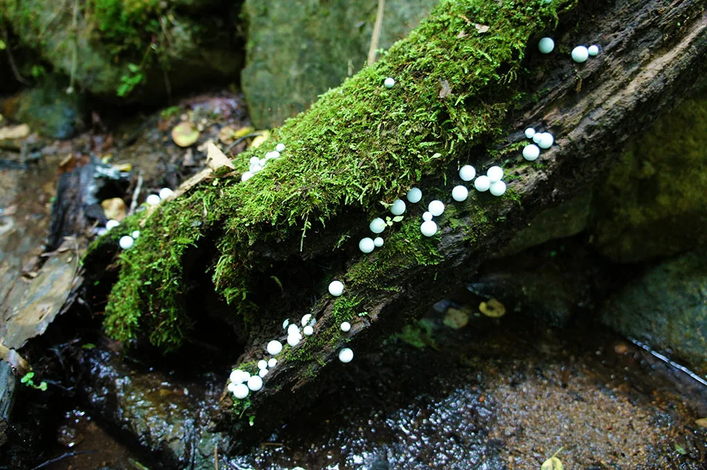 toshihiko-shibuya-white-generation-2-12