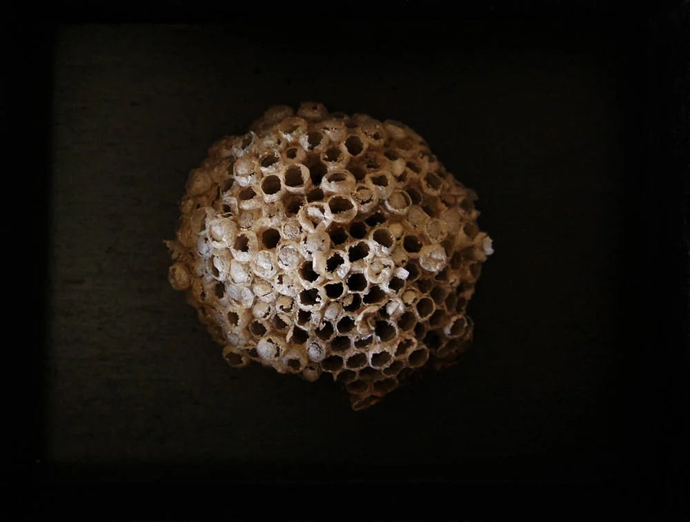 Beehives(1000).jpg