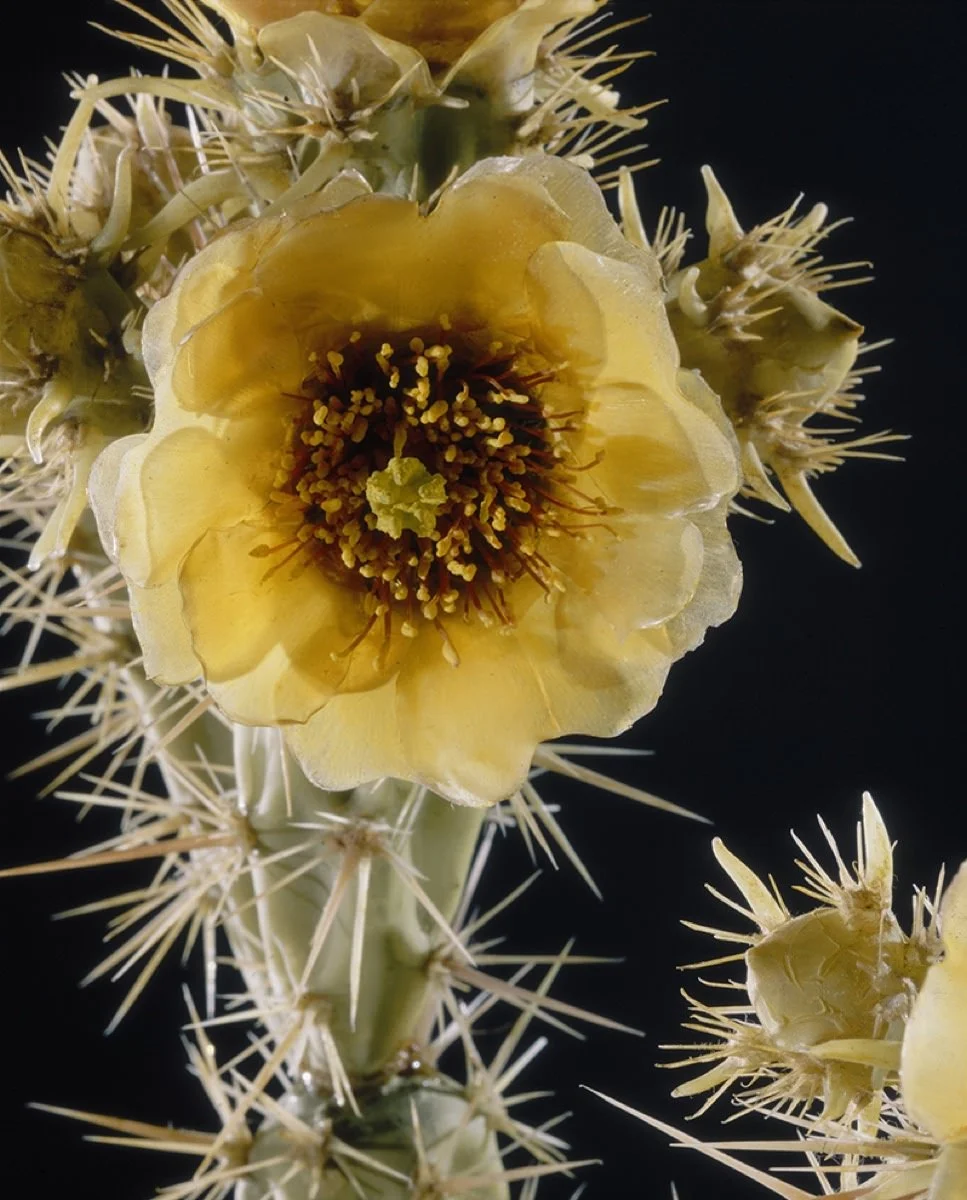 Courtesy Harvard University Herbaria.&nbsp;© President &amp; Fellows Harvard College.